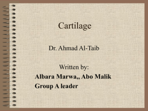 4-Cartilage