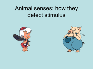 Animal senses: how they detect stimulus