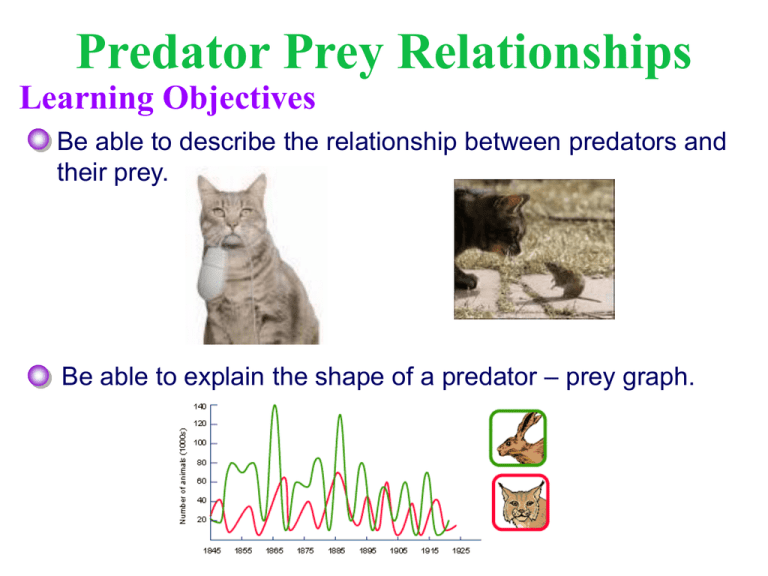 prey densities vs predators