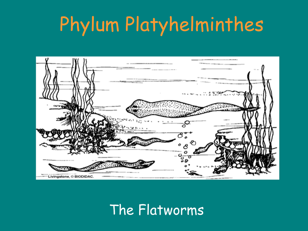 platyhelminthes 3 exemple)