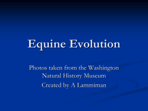 Equine Evolution - NAAE Communities of Practice