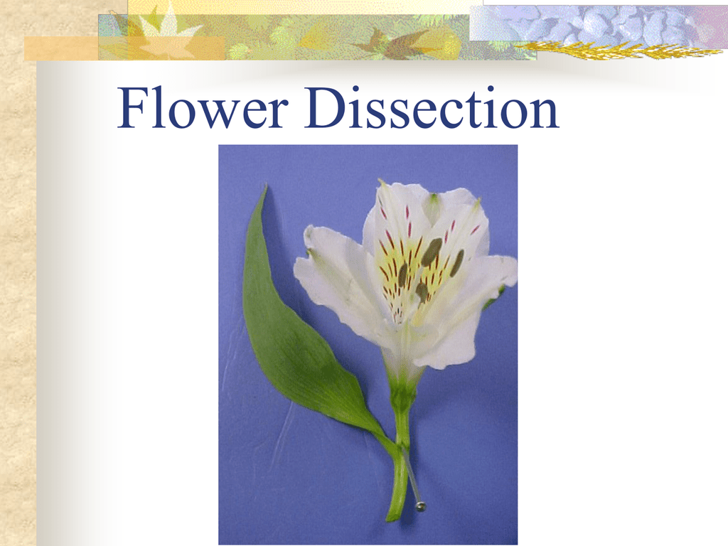 flower-dissection-lab-activity-worksheet-answers-best-flower-site