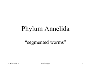 Phylum Annelida - Moore Public Schools
