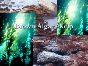 Kelp/Brown Algae