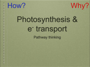 Photosynthesis & e