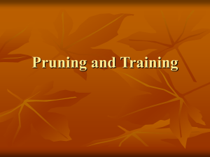 Pruning and Training