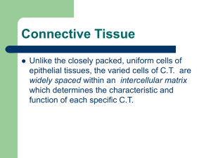 Connective Tissues Images