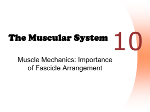 Muscles - Fascicle Arrangement