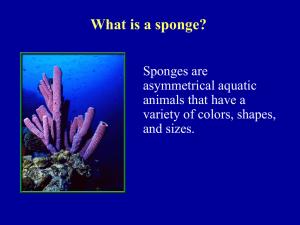 What is a sponge?