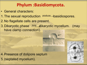 Phylum :Basidiomycota.