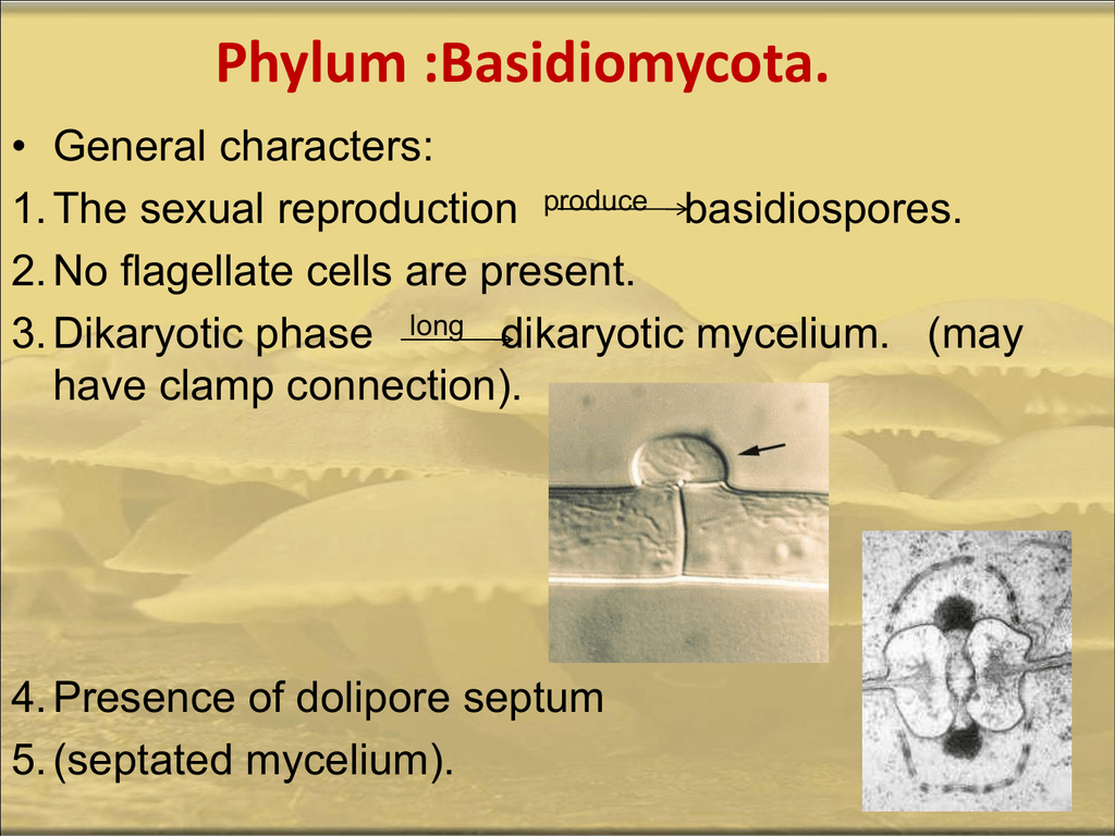 Basidiomycota Life Cycle Diagram