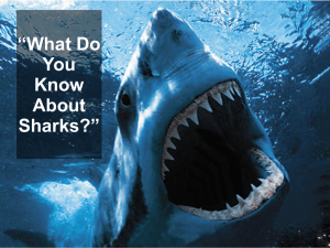 What Do You Know About Sharks?