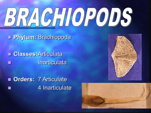 Brachiopods - Geology Rocks