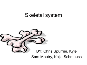 Skeletal system: snakes