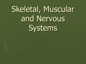 Skeletal, Muscular and Nervous Systems