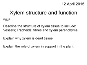 Xylem structure updated