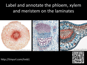 Label and annotate the phloem, xylem and