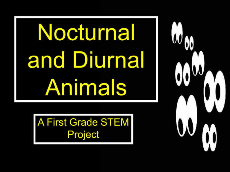 Nocturnal and Diurnal Animals