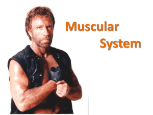 Muscular System - Science at NESS