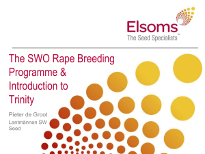 The SWO Oilseed Rape Breeding Programme and
