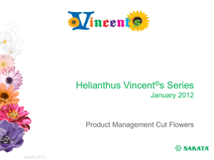 Sunflower F1 Vincent ® s Series