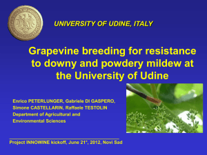 Grapevine breeding for resistance to downy and powdery