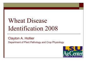 Wheat Disease Management for 2005