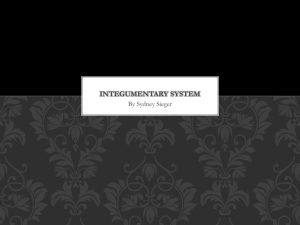 Integumentary system