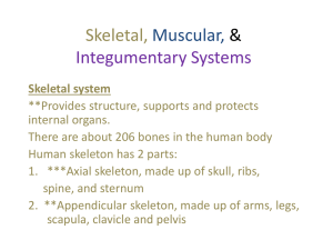 Skeletal, Muscular, & Integumentary Systems