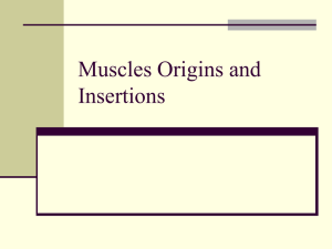 Muscles Origins and Insertions