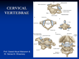 04 cervical spines