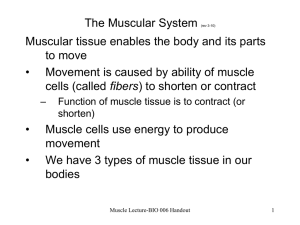 Musculoskeletal System