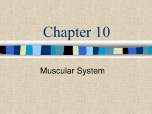 Muscular System NL Ch 10-2
