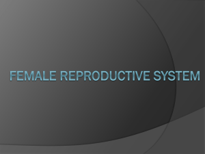 Lab Ex. 60 & 61 Female Reproductive System