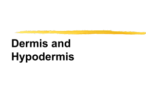 dermis-hypodermis