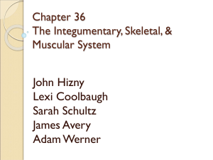 Chapter 36 The Integumentary, Skeletal