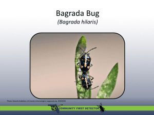 Bagrada Bug - University of Florida Entomology and Nematology