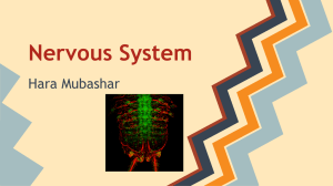 Nervous System hara