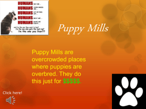 Puppy Mills powerpoint