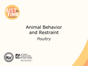 Animal Behavior and Restraint: Poultry