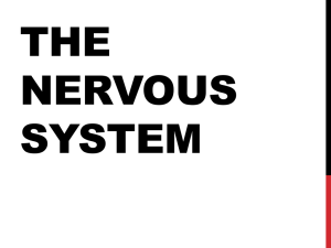 Nervous_System - Ms. Kingery`s Class