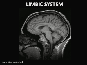Brain days-Part V-Limbic