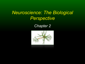 Chapter 2 Power Point: The Biological Perspective