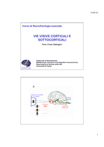 3 Vie visive corticali e sottocorticali