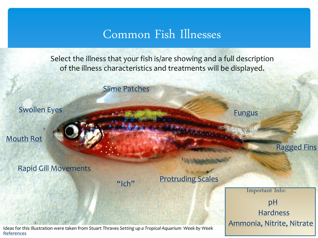 Freshwater Fish Disease Chart