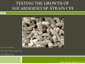 Testing the growth of Nocardioides sp. strain CF8