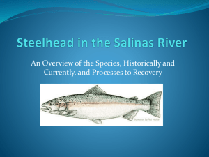 Steelhead in the Salinas River (PowerPoint File)