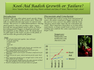 Koolaid Raddish Growth or Failure?