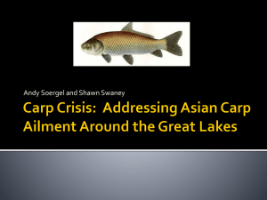 Carp Crisis: Addressing Asian Carp Ailment Around the Great Lakes