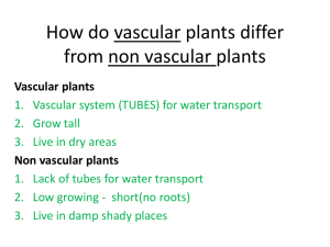 How do vascular plants differ from non vascular plants